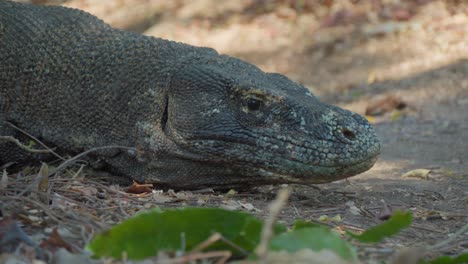 Komodowaran-Von-Der-Insel-Flores-Liegt-Auf-Dem-Boden-Und-Hebt-Dann-Langsam-Seinen-Kopf