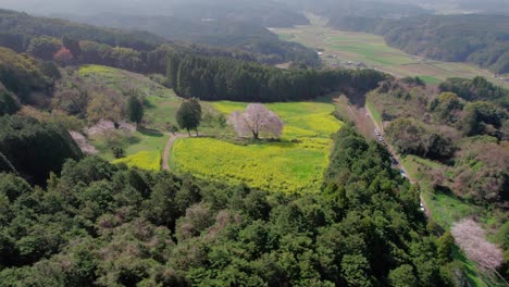 A-single-cherry-blossom-tree-in-Saga-Prefecture,-Kyushu,-Japan