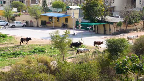 Vieh-Weidet-Frei-Auf-Einer-Stadtstraße-In-Islamabad