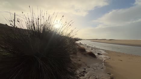 La-Flora-Que-Bordea-El-Cauce-De-Agua-Cercano-A-La-Costa-Española-Encarna-El-Concepto-De-Biodiversidad-Costera-Y-Simbiosis-Ambiental.