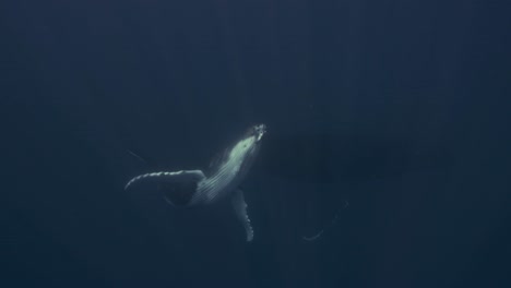 Buckelwale,-Kalb,-Das-Seinen-Weißen-Bauch-Im-Klaren-Wasser-Zeigt-Und-Zum-Atmen-An-Die-Oberfläche-Schwimmt,-Rund-Um-Die-Inseln-Von-Tahiti,-Französisch-Polynesien