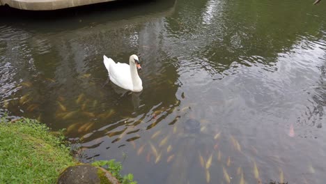 Majestätischer-Weißer-Schwan-Schwimmt-über-Einer-Klasse-Goldgelber-Fische-Im-Teich