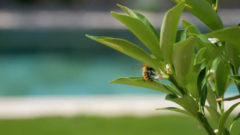 Zeitlupenaufnahme-Einer-Hummel,-Die-In-Einem-Garten-Um-Eine-Pflanze-Herumfliegt,-Um-Pollen-Zu-Sammeln