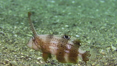 Underwater-shot-of-subadult-Peacock-razorfish-hovering-over-sandy-seabed