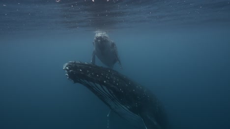 Buckelwale,-Mutter-Und-Kalb-Im-Klaren-Wasser-Entspannen-An-Der-Oberfläche-Rund-Um-Die-Inseln-Von-Tahiti,-Französisch-Polynesien