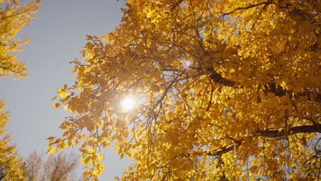 Nahaufnahme-Von-Herbstblättern,-Die-Vom-Baum-Fallen