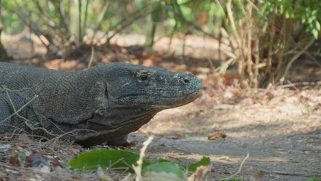 Un-Primer-Plano-Cámara-En-Mano-De-Un-Dragón-De-Komodo