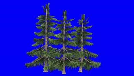 3D-alaska-cedar-pine-tree-cluster-with-wind-effect-on-blue-screen-3D-animation