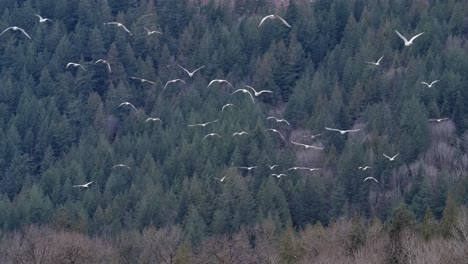 Flock-Of-White-Shore-Birds-Flying-Over-Forest-Mountains-In-Vancouver,-British-Columbia,-Canada