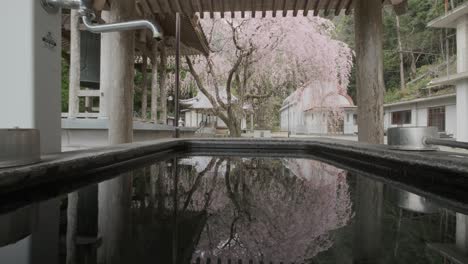 A-reflection-of-the-cherry-blossom-in-a-Japanese-temple-surrounded-by-flowers-during-the-cherry-blossom-season-in-Saga-Prefecture,-Kyushu,-Japan