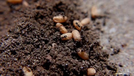 Ants-And-Their-Nest-Eggs-Closely-Observed-Within-Soil---Close-Up,-Slow-Motion