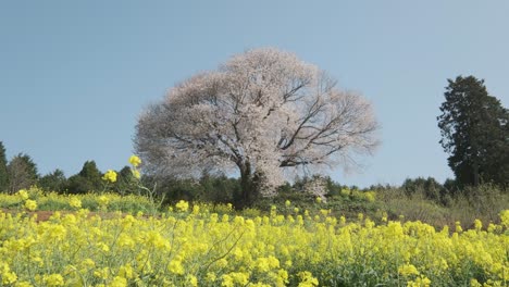 Ein-Einzelner-Kirschblütenbaum-In-Der-Präfektur-Saga,-Kyushu,-Japan