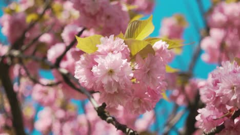 Captivating-shot-showcasing-the-delicate-pink-cherry-blossoms-in-full-bloom,-with-sunlight-filtering-through-the-soft-petals-amidst-the-vibrant-green-leaves