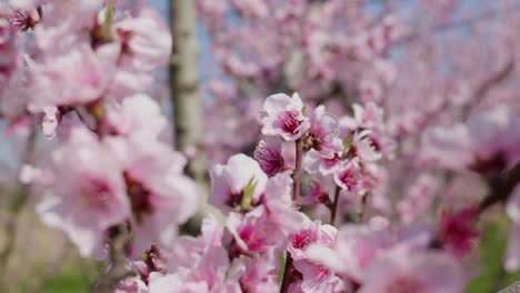 Pfirsichbaum-Voller-Zarter-Rosa-Blüten