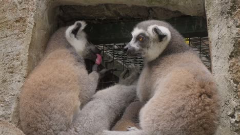 Couple-of-ring-tailed-lemur-sleeping.-Close-up