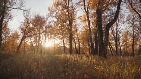 Schöner-Sonnenuntergang-Im-Herbstpark-Mit-Blättern,-Die-Vom-Baum-Fallen