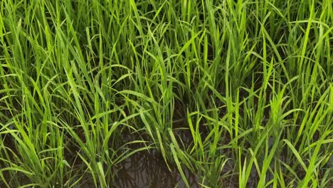 Eine-Nahaufnahme-Einer-Grünen-Reispflanze