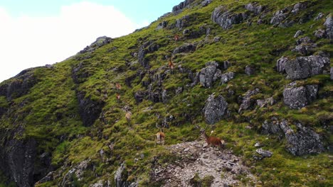 Vista-Aérea-De-La-Manada-De-Ciervos-Caminando-Por-Los-Acantilados-De-Un-Hermoso-Valle-En-Las-Tierras-Altas-De-Escocia