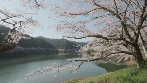 A-shot-of-the-cherry-blossom-and-the-lake-Niwaki-in-Saga-Prefecture,-Kyushu,-Japan