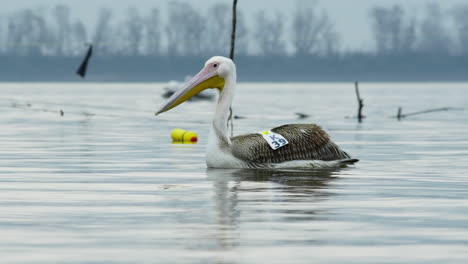 camera-tracks-Young-Great-white-pelican-swims-in-slow-motion-dalmatian-pelicans-in-the-background-passing-swimming-by-lake-Kerkini-Greece