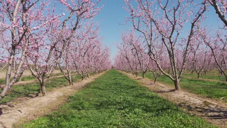Luftaufnahme-Einer-Drohne-Mit-Einer-Kamera,-Die-Durch-Einen-Symmetrischen-Rosafarbenen-Pfirsichbaum-Fliegt,-Einem-Bauernhof,-Auf-Dem-Rosa-Und-Violette-Bäume-In-Voller-Blüte-Am-Frühlingstag-Stehen
