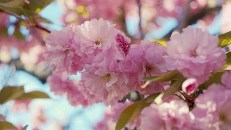 Fesselnde-Aufnahme,-Die-Die-Zarten-Rosa-Kirschblüten-In-Voller-Blüte-Zeigt,-Mit-Sonnenlicht,-Das-Durch-Die-Weichen-Blütenblätter-Inmitten-Der-Leuchtend-Grünen-Blätter-Fällt