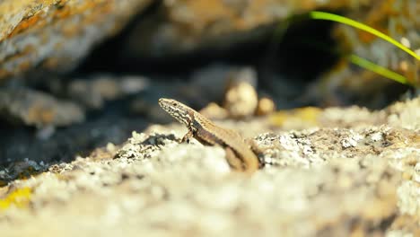 A-close-up-shot-capturing-the-intricate-details-and-patterns-of-a-lizard's-skin-as-it-enjoys-the-warmth-on-a-rocky-terrain,-surrounded-by-natural-colors
