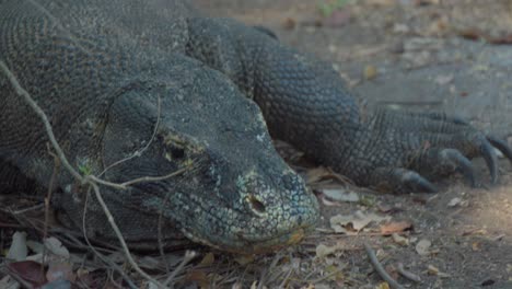 Komodo-dragon-sniffs-the-air-with-its-forked-tongue-to