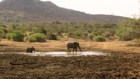 Madre-De-Elefante-Africano-Y-Sus-Cachorros-Refrescándose-En-Un-Charco-De-Barro