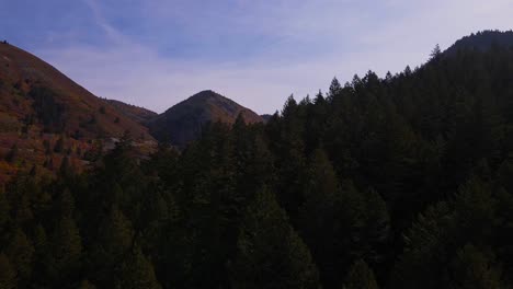 Drone-flying-closely-over-deep-green-trees