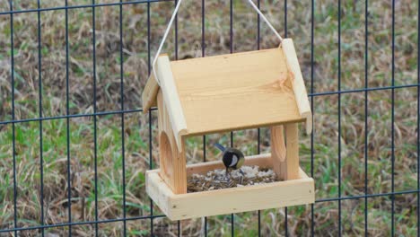 Close-up-hot-of-colorful-titmouses-coming-and-going-on-a-wooden-birdfeeder-hanging-on-metal-fence