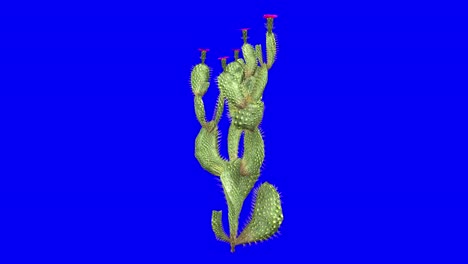 Cactus-De-Cola-De-Castor-3d-Con-Efecto-De-Viento-En-Animación-3d-De-Pantalla-Azul