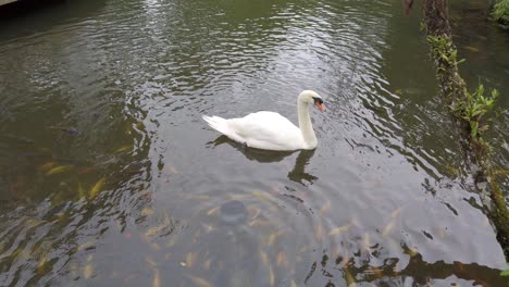 El-Cisne-Blanco-Nada-Sobre-Una-Escuela-De-Tilapia-Del-Nilo,-Carpas-Amarillas-Y-Peces-Dorados-En-El-Hábitat-Del-Estanque-De-Aguas-Claras.