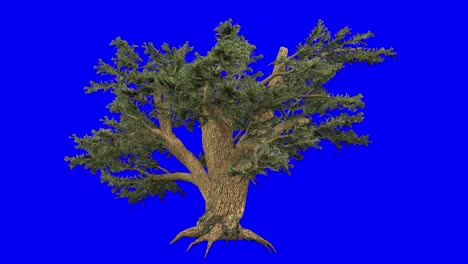3D-cedar-of-lebanon-with-wind-effect-on-blue-screen-3D-animation