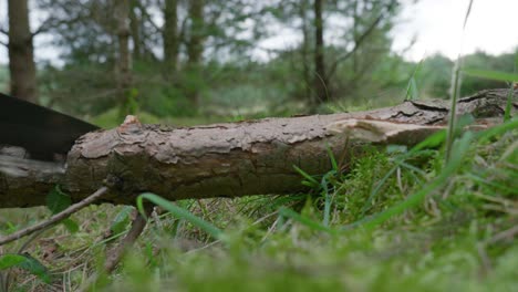 Primer-Plano-De-Corte-De-Madera-En-El-Bosque-De-Norfolk-Con-Motosierra