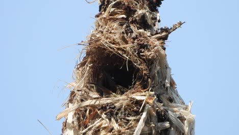 Hummingbird-in-nest---eggs-