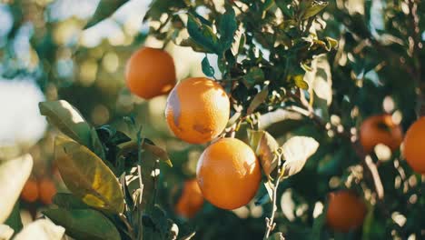 Cerrar-Naranjas-Colgando-De-La-Rama-De-Un-árbol-Huerto-De-Plantaciones-Orgánicas