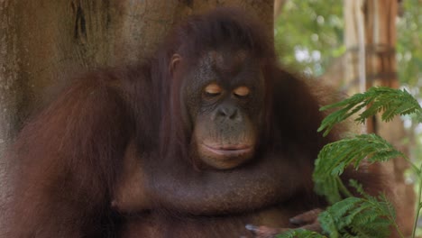 Retrato-De-Orangután-Comiendo.-De-Cerca