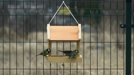 Aufnahme-Von-Bunten-Meisen,-Die-Auf-Einem-Hölzernen-Vogelhäuschen-Kommen-Und-Gehen,-Das-An-Einem-Metallzaun-Hängt