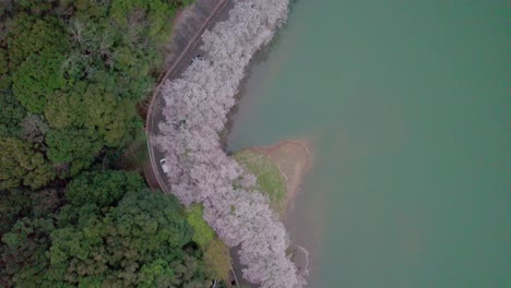 A-fly-over-Niwaki-Dam-during-cherry-blossom-season-in-Saga-Prefecture,-Kyushu,-Japan