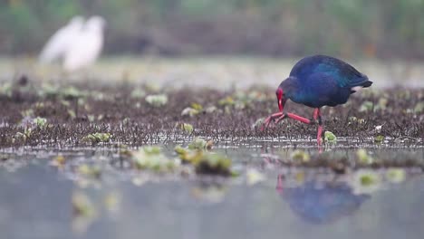 Grey-headed-swamphen,-Porphyrio-poliocephalus-in-Wetland-in-morning-reflection-in-Water