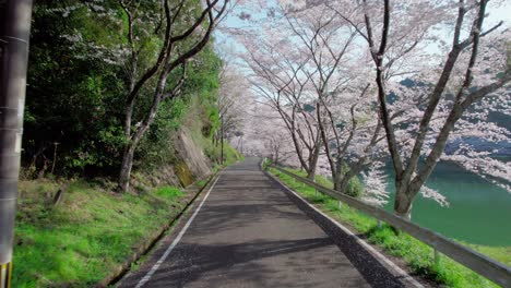 A-fly-in-a-cherry-blossom-tunnel-in-Niwaki-Dam-during-cherry-blossom-season-in-Saga-Prefecture,-Kyushu,-Japan