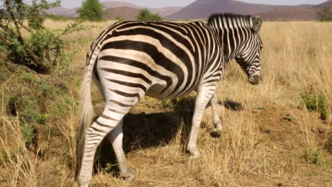 Close-up-of-zebra-walking-to-graze