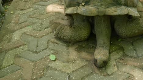 Zanzibar-giant-Aldabra-tortoise-sleeping-on-decorative-tiled-zoo-floor-in-Prison-island-sanctuary