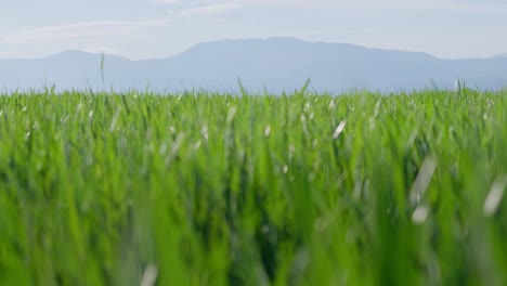 Toma-Estática-En-Cámara-Lenta-De-Campos-Verdes-De-Trigo-Jóvenes-Soleado-Día-De-Primavera