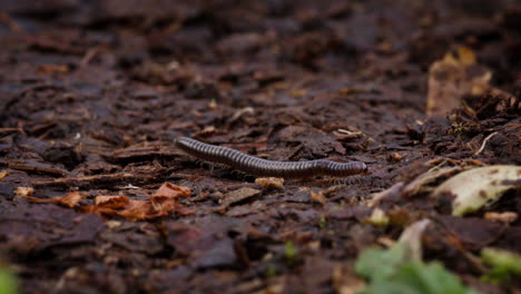 Plano-Medio-De-Milpiés-Serpiente-Marrón-De-Cola-Roma-Arrastrándose-Sobre-Las-Hojas-Del-Suelo-Del-Bosque