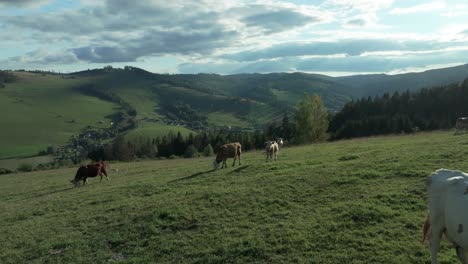 Kinoweite-Aufnahmen-Einer-Drohne,-Die-Sehr-Nah-über-Grasenden-Kühen-Auf-Einem-Leuchtend-Grünen-Hügel-Mit-Sanften-Bergen-Und-Flauschigen-Wolken-In-Einem-Klaren-Blauen-Himmel-An-Einem-Sommertag-Fliegt