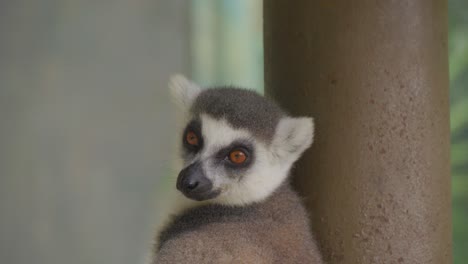 Portrait-of-sleepy-young-ring-tailed-lemur.-Close-up