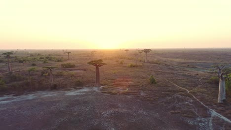 Aerial-drone-view-of-huge-Baobab-trees-in-avenue-of-baobabs-in-Madagascar-at-sunset