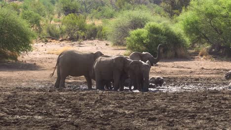Herde-Junger-Afrikanischer-Elefanten,-Die-Spielen-Und-Ein-Schlammbad-Nehmen